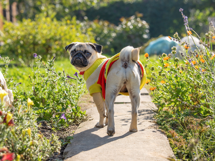 la hernie périnéale chez le chien