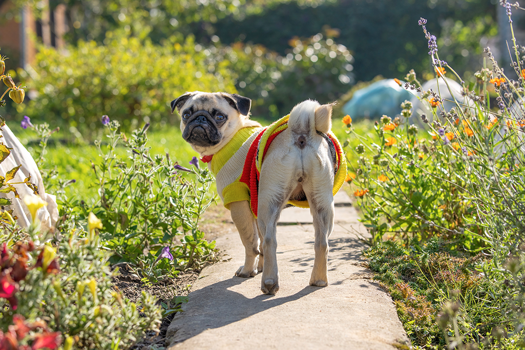 la hernie périnéale chez le chien