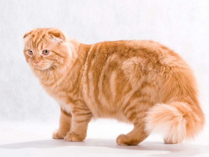 un chat highland fold