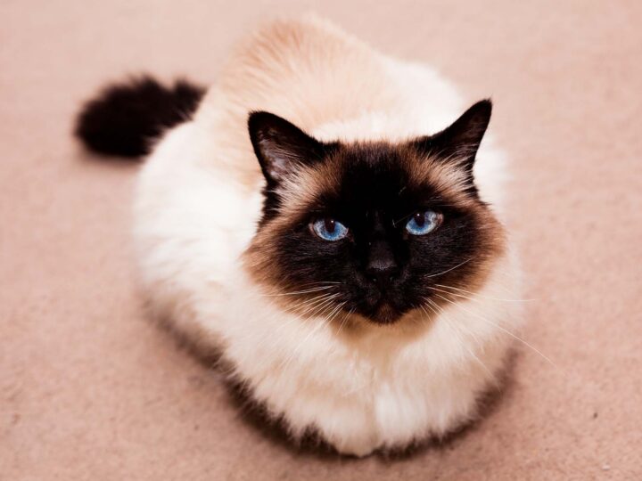 un chat himalayen