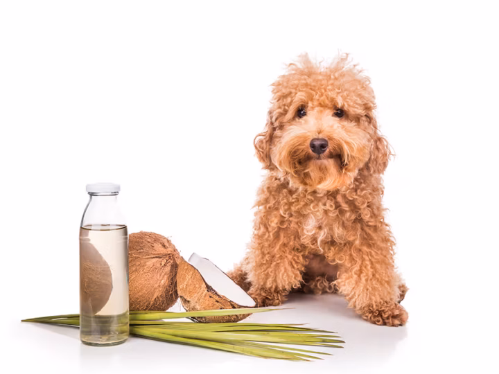 l'huile de coco pour un chien