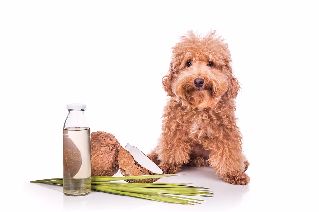l'huile de coco pour un chien
