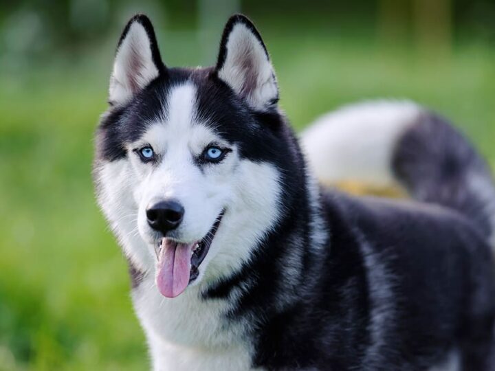 un husky de sibérie