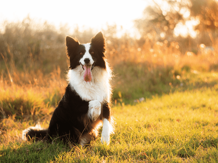 un hygroma du coude chez le chien