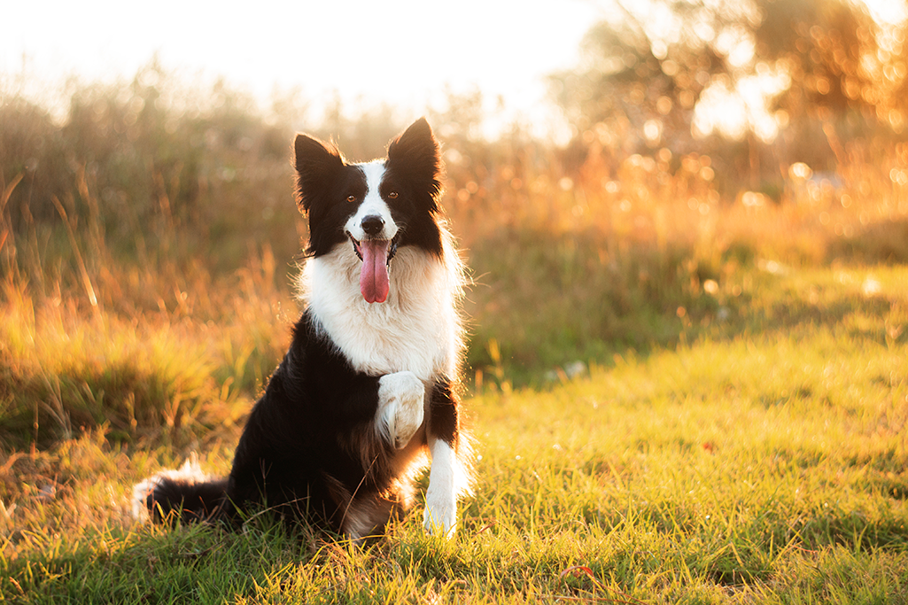un hygroma du coude chez le chien