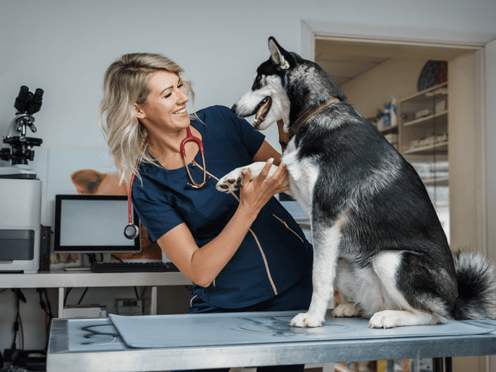 l'hypoglycémie chez le chien