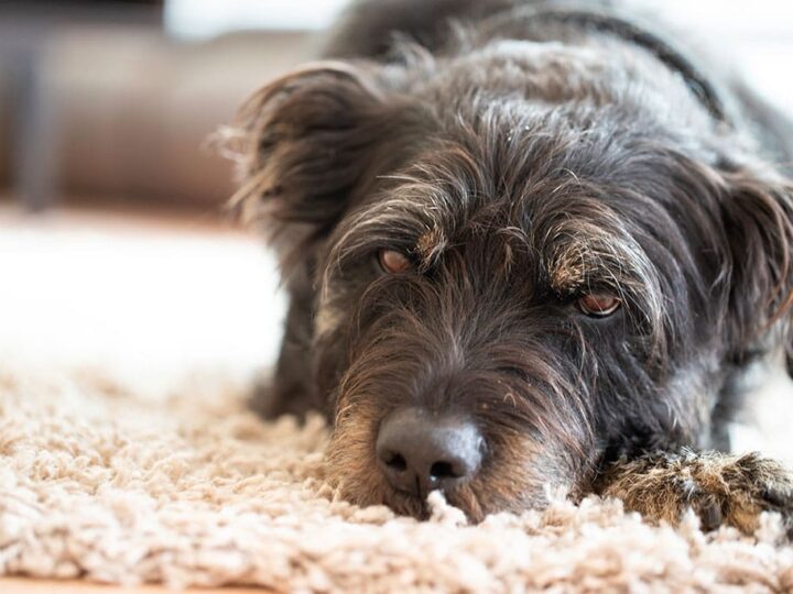 l'hypothyroïdie chez le chien