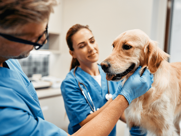 ictère chez le chien