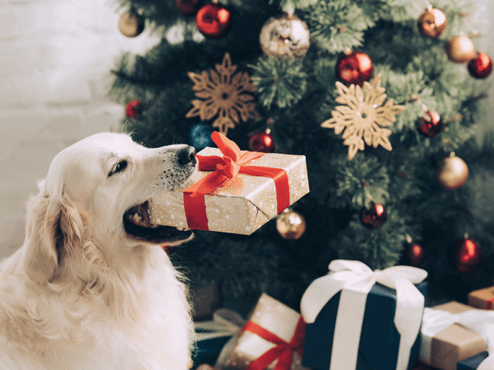 idée de cadeau de noël pour un chien