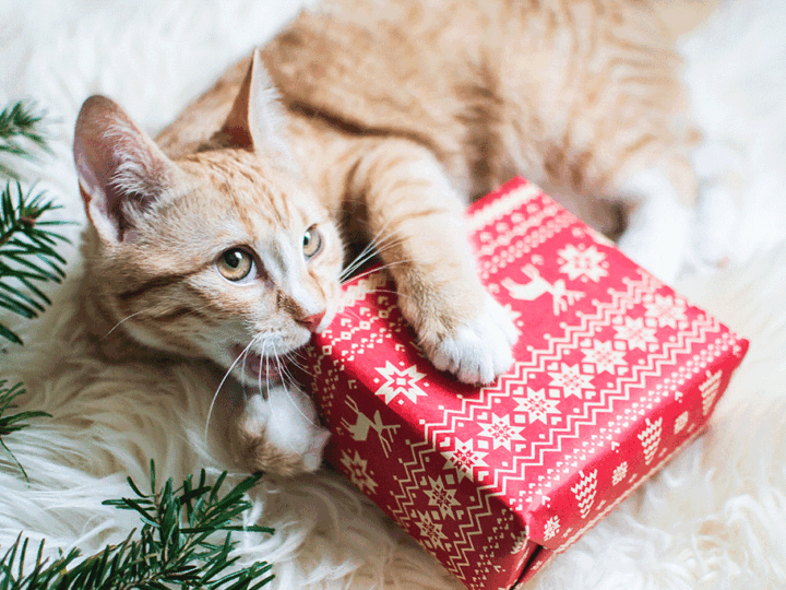 des idées de cadeaux de noël pour un chat