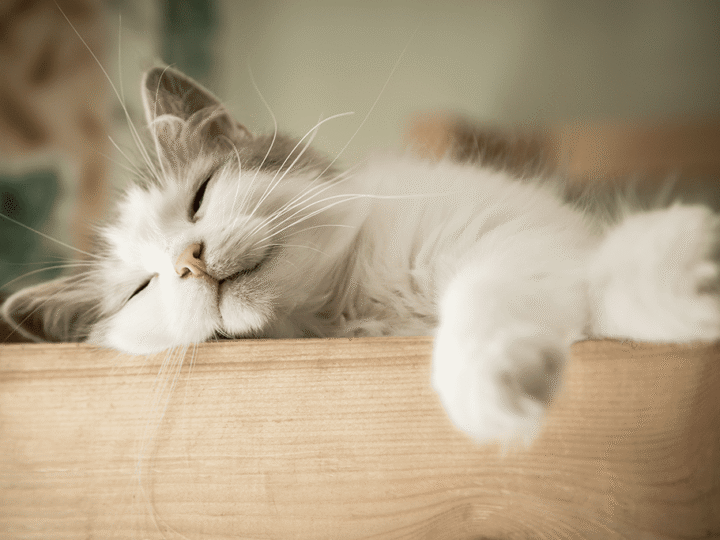 les idées reçues sur les chats