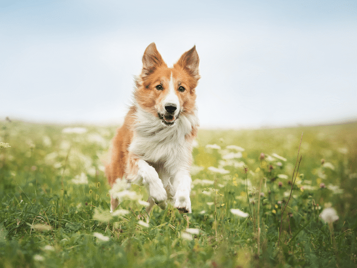 les idées reçues chez les chiens