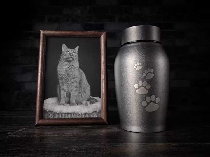 l'incinération d'un chat