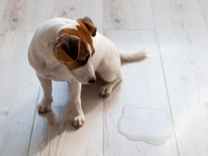 l'incontinence urinaire chez le chien