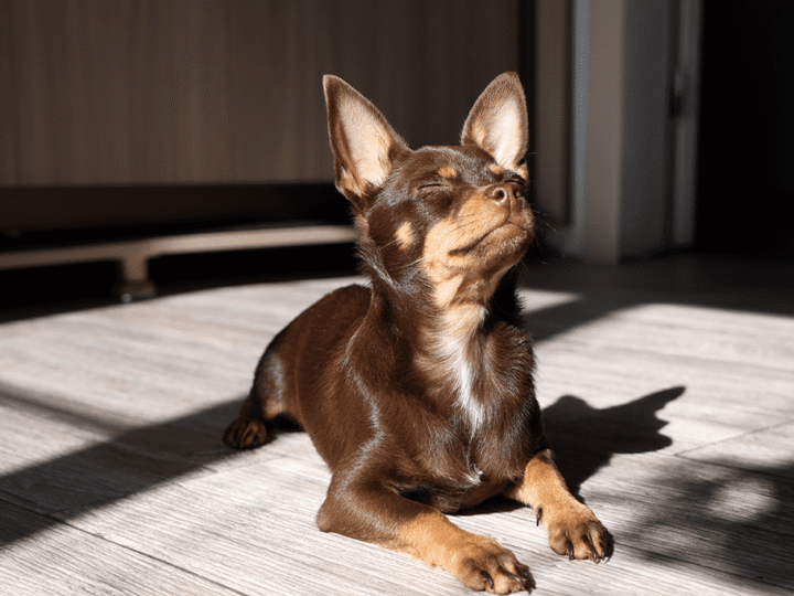une insolation chez un chien