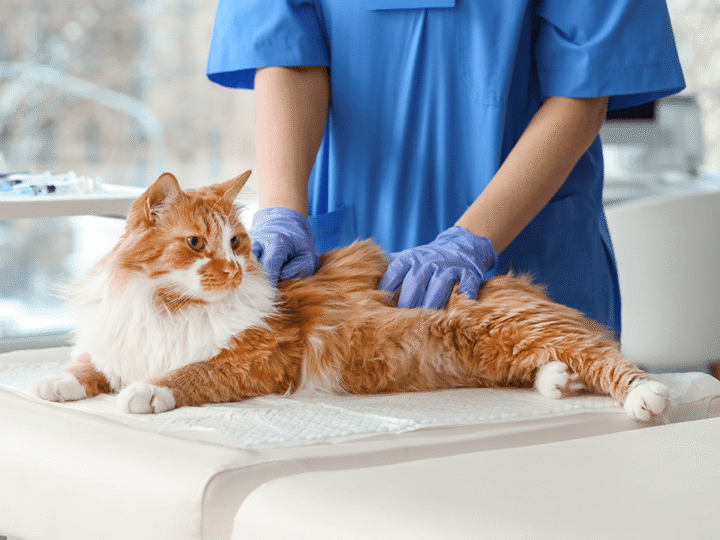 l'insuffisance hépatique chez le chat