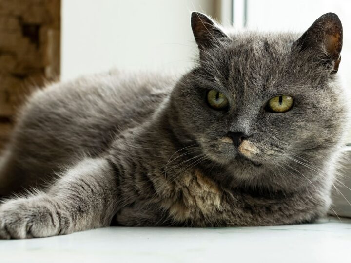 Insuffisance rénale chez le chat