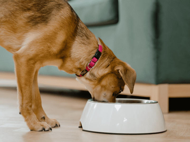 l'intolérance alimentaire chez un chien