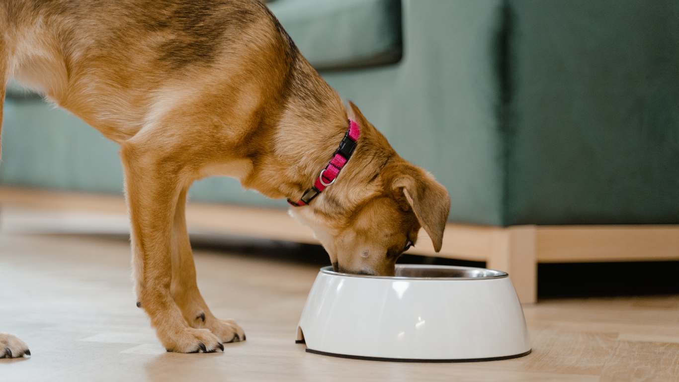 l'intolérance alimentaire chez un chien