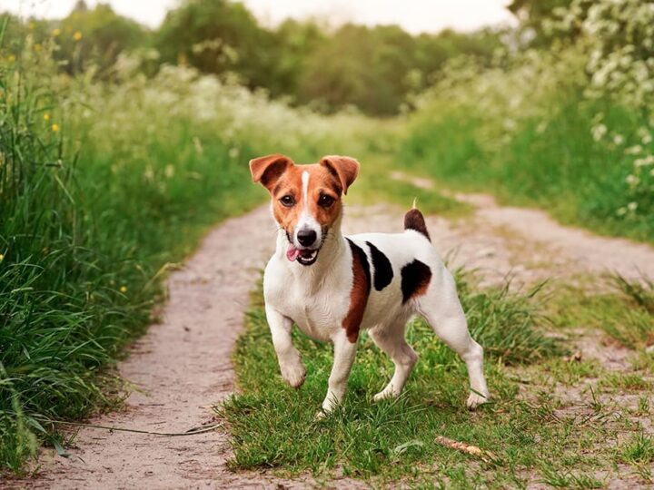 chien jack russell terrier