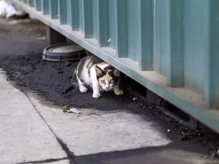 j'ai trouvé un chat abandonné