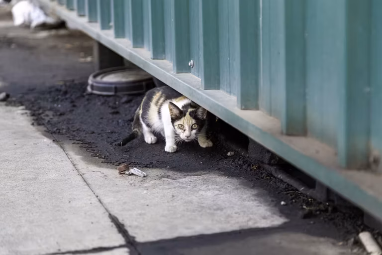 j'ai trouvé un chat abandonné