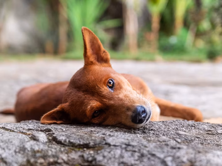 j'ai trouvé un chien abandonné