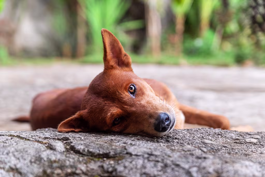 j'ai trouvé un chien abandonné
