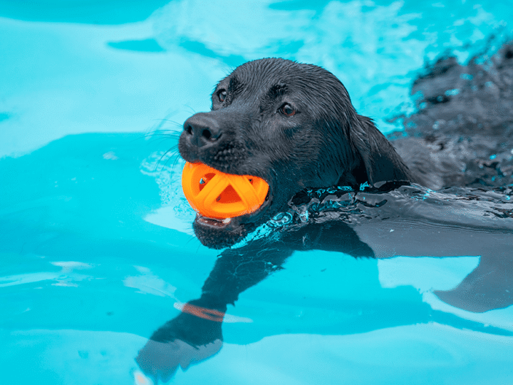 les jeux d'eau pour chien