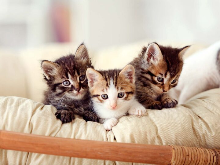 journée du chat