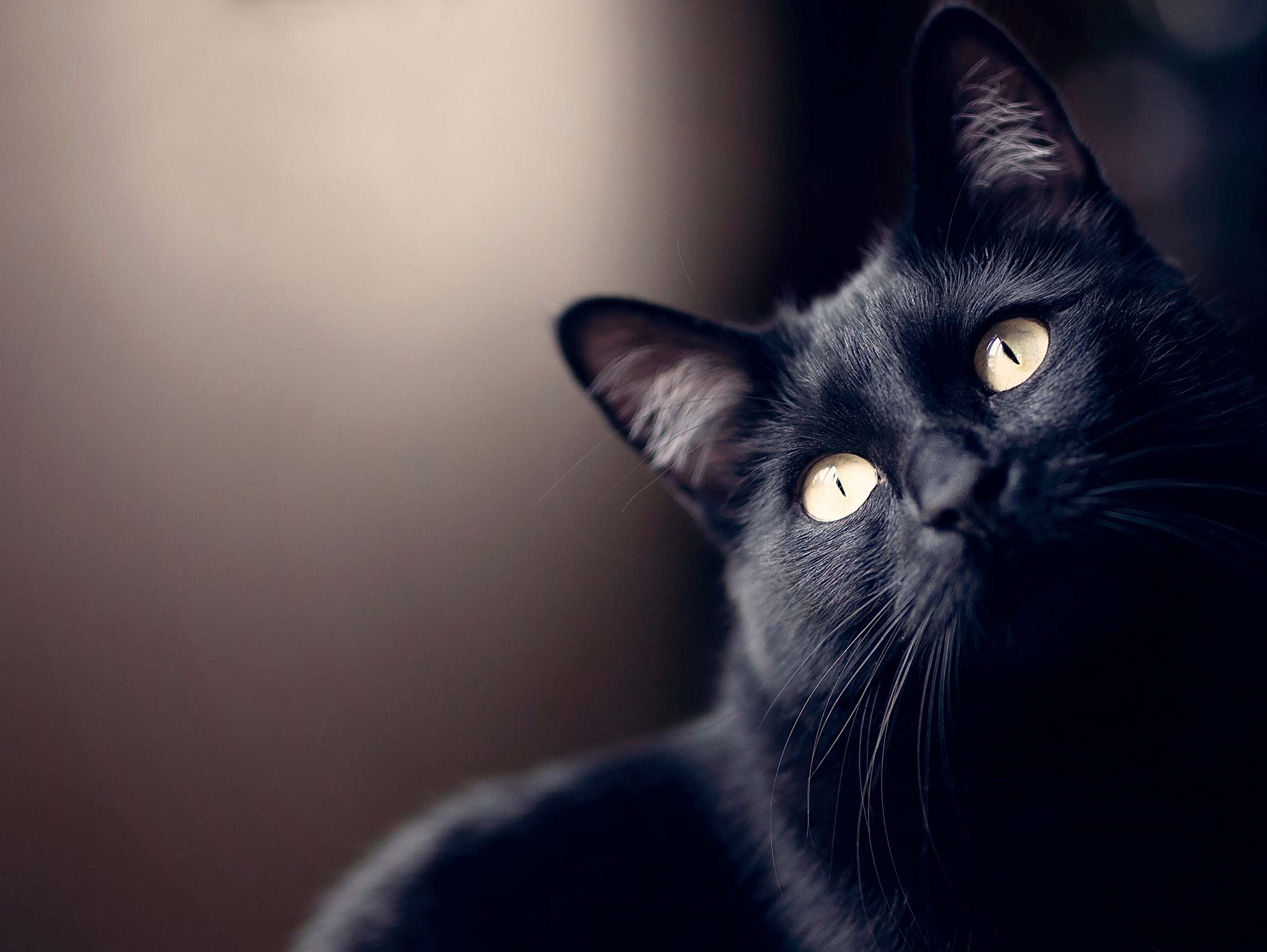 Halloween : pourquoi le chat noir a-t-il si mauvaise réputation