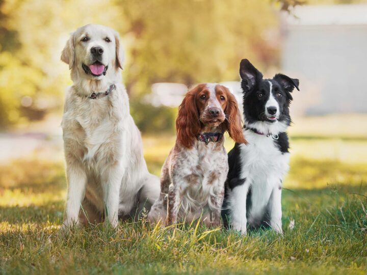 journée mondiale du chien