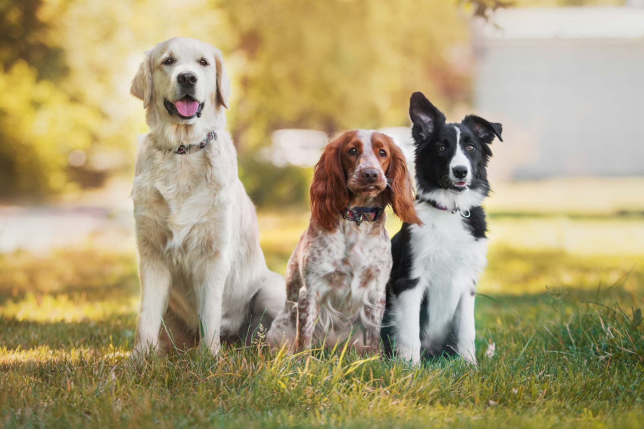 journée mondiale du chien