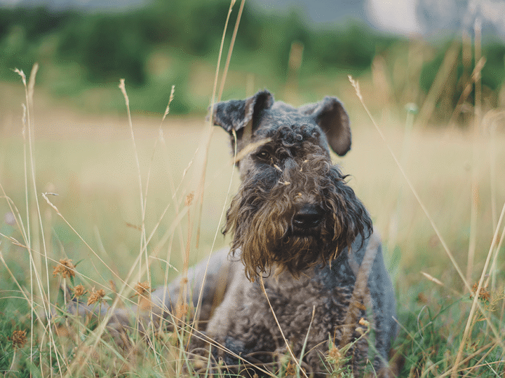 un chien kerry blue terrier