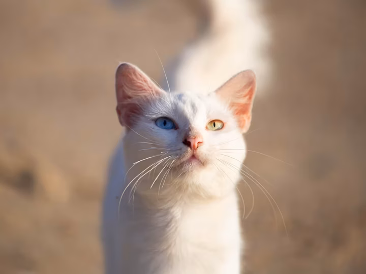 un chat khao manee