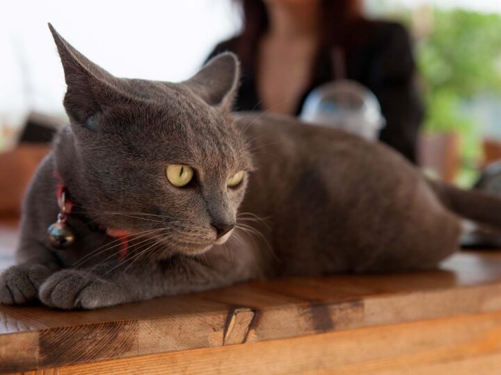 un chat korat