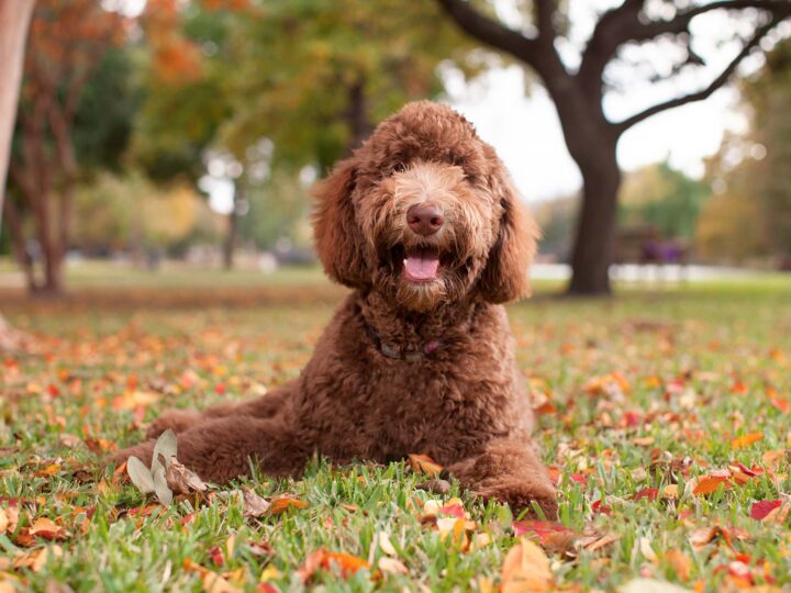 un chien labradoodle