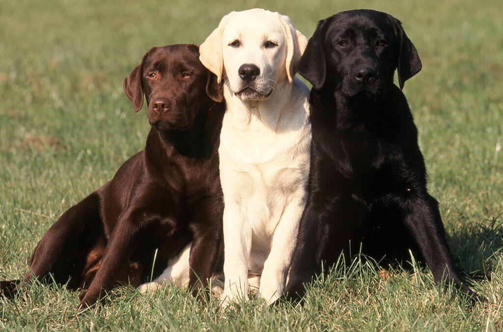 Labrador Retriever - Origines, caractère et alimentation - Race de ...