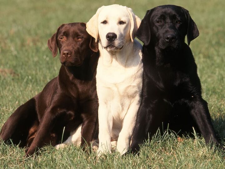 un chien labrador