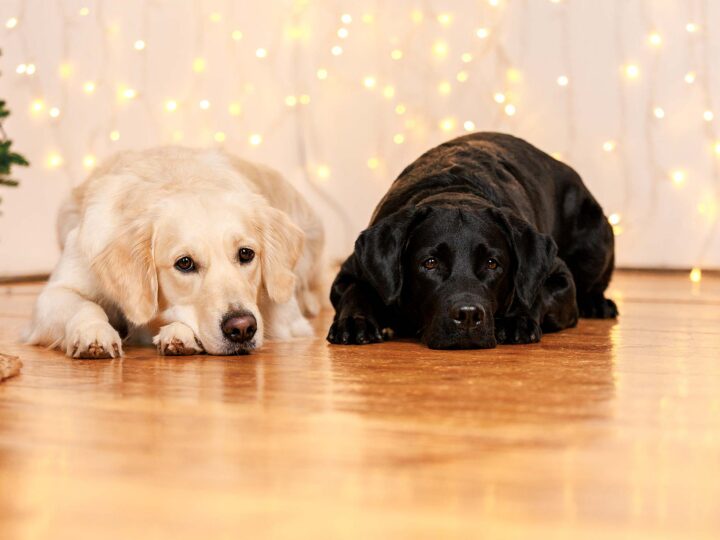 différences entre un labrador retriever et un golden retriever