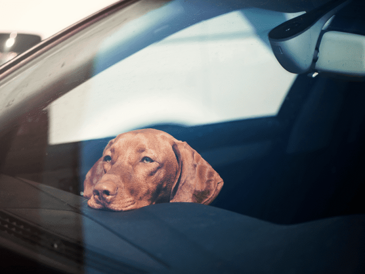 ne jamais laisser son chien seul enfermé dans une voiture