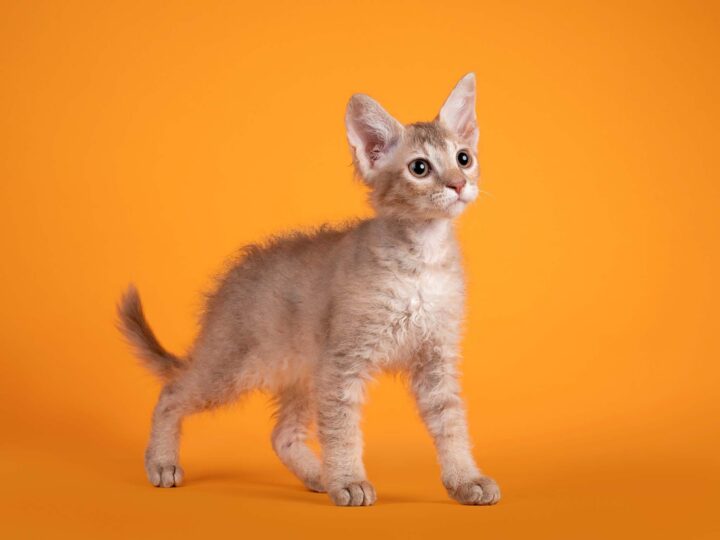 un chaton laperm