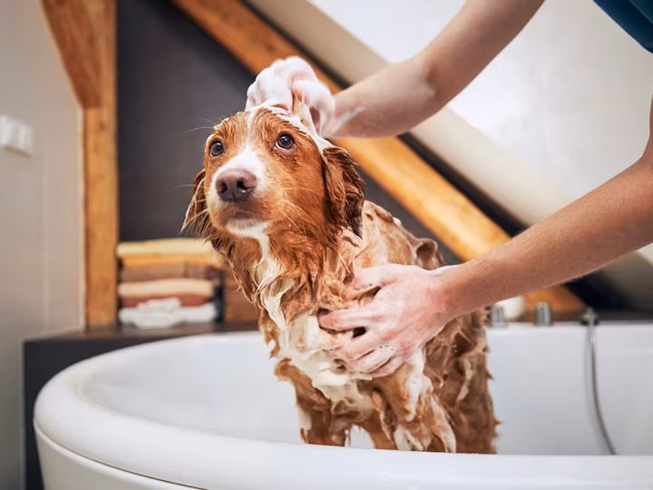 laver son chien souvent