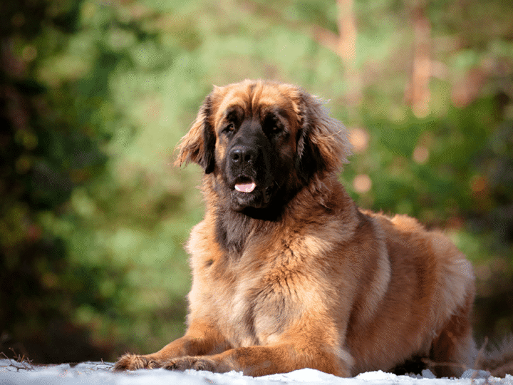un leonberg