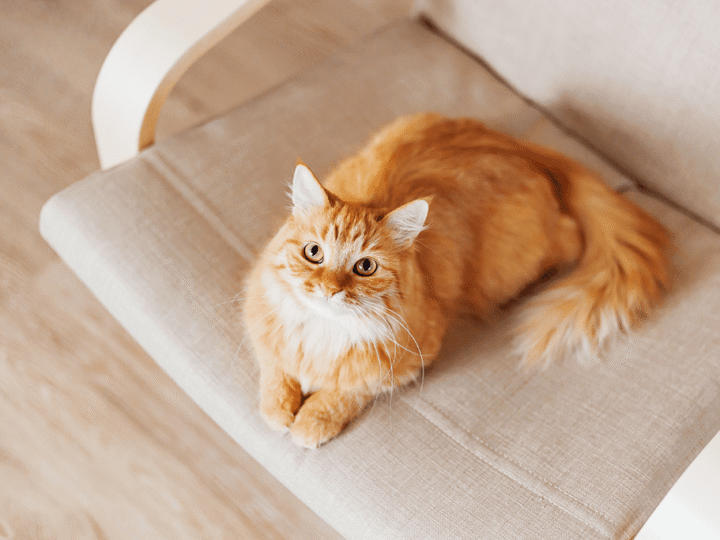 les phéromones chez le chat