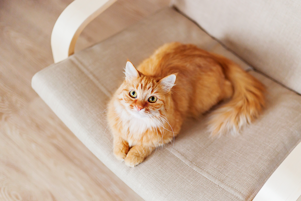 les phéromones chez le chat