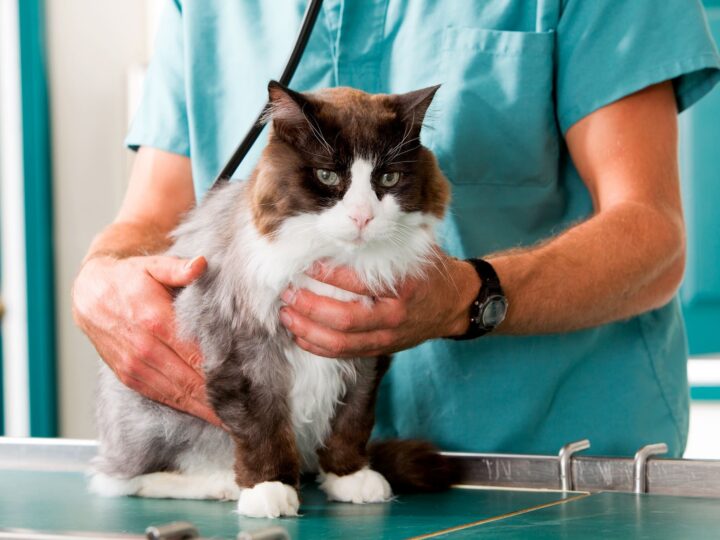 un chat atteint de leucose féline