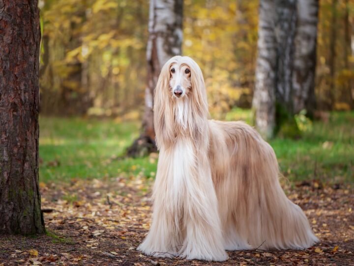 un chien lévrier afghan