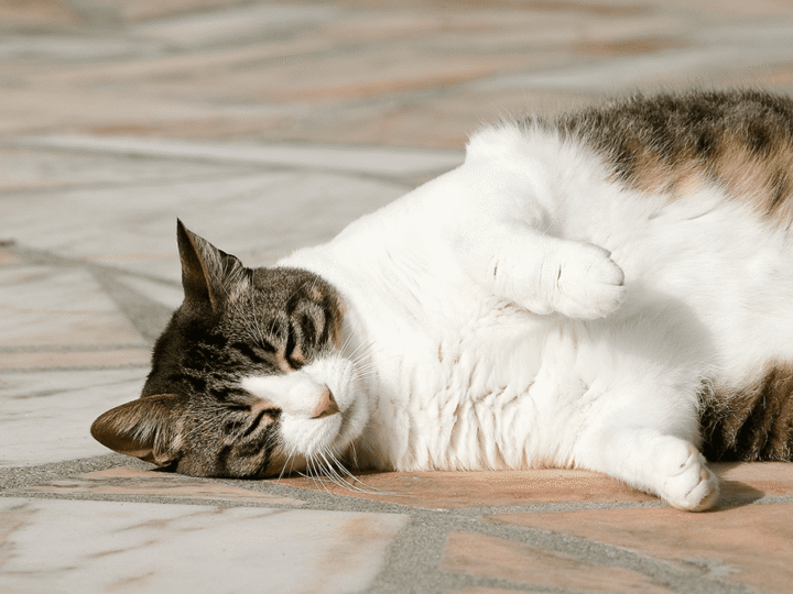 la lipidose hépatique chez le chat