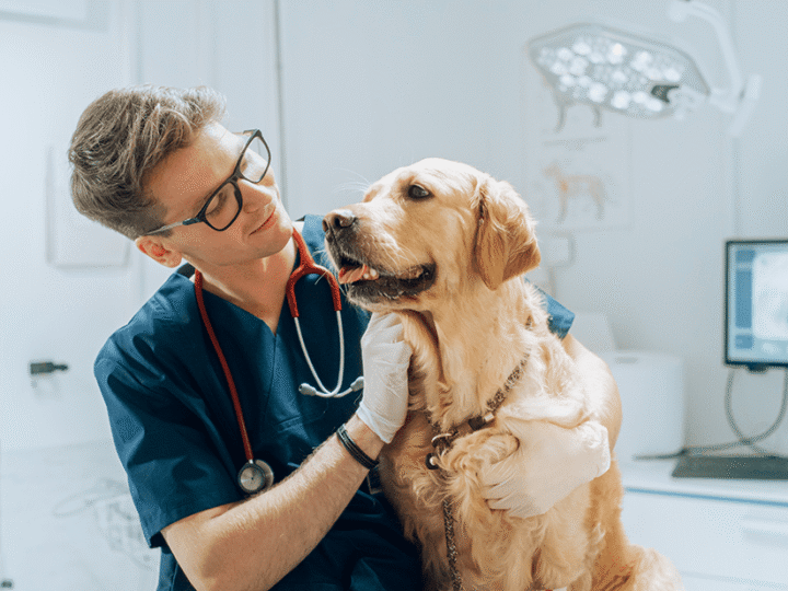 un lipome chez un chien